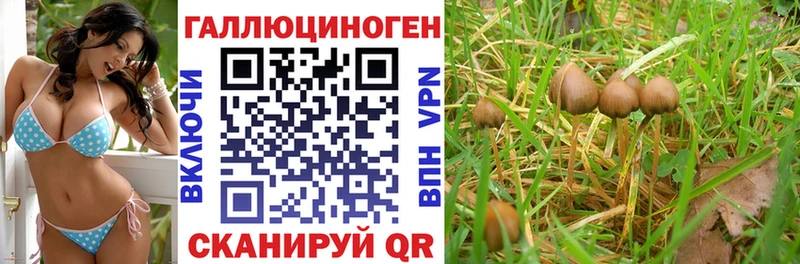 купить цена Нововоронеж Псилоцибиновые грибы GOLDEN TEACHER